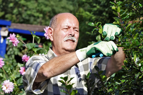 Ein älterer Mann mit Schnurrbart schneidet eine Hecke in einem Garten. Er trägt grün-weiße Handschuhe und ein kariertes Hemd. Im Hintergrund sind unscharfe Blumen und ein blauer Schuppen zu sehen. Das Bild vermittelt das Thema Arbeitsschutz und Prävention der Unfallkasse NRW im Kontext von Gartenarbeit.