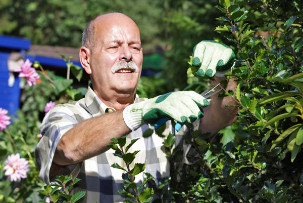 Ein älterer Mann mit Schnurrbart trägt kariertes Hemd und grüne Gartenhandschuhe. Er schneidet mit einer Heckenschere eine Hecke. Im Hintergrund sind blühende Pflanzen und ein blauer Schuppen zu sehen. Die Szene vermittelt den Aspekt der Arbeitssicherheit und Prävention bei Gartenarbeit im Kontext der Unfallkasse NRW.
