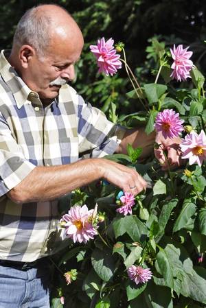 Älterer Mann pflegt Dahlienpflanzen im Garten.