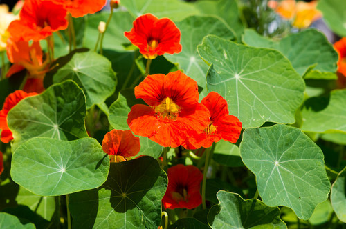 Das Bild zeigt eine Gruppe von leuchtend orangefarbenen Kapuzinerkressenblüten, die von großen, grünen, tellerförmigen Blättern umgeben sind. Die Blüten und Blätter sind dicht beieinander gewachsen und leuchten hell im Sonnenlicht. Kapuzinerkresse ist bekannt für ihre essbaren Blüten und Blätter und wird oft in Gärten angebaut. Für die Unfallkasse NRW könnte das Bild das Thema Gartensicherheit oder den Umgang mit Pflanzen und Arbeitsschutz in Außenbereichen thematisieren.