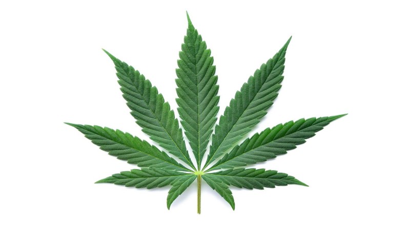 Ein einzelnes grünes Cannabisblatt, symmetrisch mit gezackten Blatträndern, liegt flach auf einem weißen Hintergrund. Das Bild hat potenziellen Bezug zu Themen der Arbeitsschutzprävention und Aufklärung über den Umgang mit psychoaktiven Substanzen am Arbeitsplatz, wie es in der Verantwortung der Unfallkasse NRW liegen könnte.