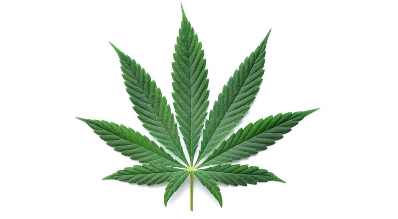 Abbildung eines grünen Hanfblattes mit sieben gezackten Blättern auf weißem Hintergrund. In Bezug auf die Unfallkasse NRW kann das Bild Themen der Prävention und des Arbeitsschutzes symbolisieren, insbesondere in Bereichen wie Umgang mit Substanzen am Arbeitsplatz oder Sensibilisierung für gesundheitliche Risiken.